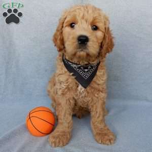 Cosmo-Medium, Goldendoodle Puppy